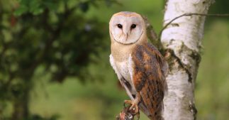 Dans la famille biodiversité ordinaire, protégeons la chouette effraie