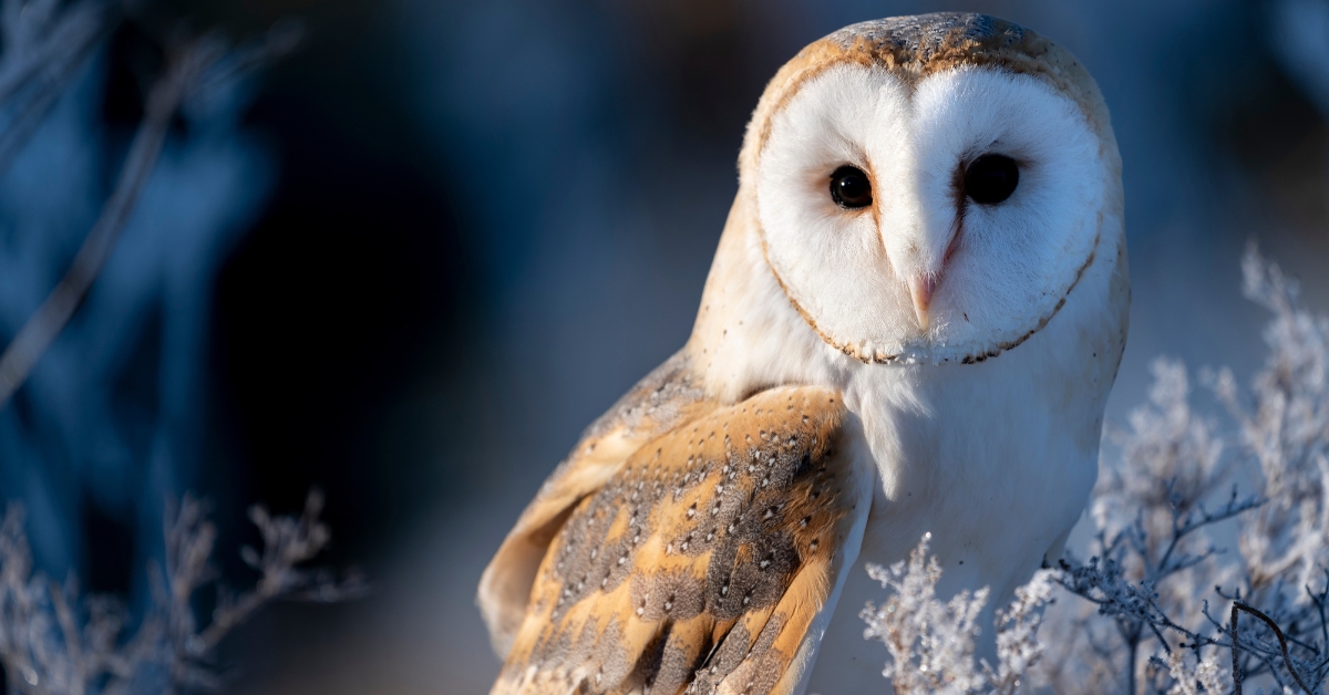 Dans la famille biodiversité ordinaire, protégeons la chouette effraie