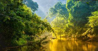 Le saviez-vous ? Il resterait plus de 9.000 espèces d'arbres à découvrir Le saviez-vous ? Il resterait plus de 9.000 espèces d'arbres à découvrir