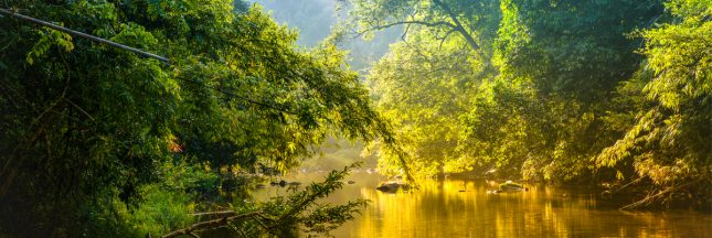 espèces arbres à découvrir