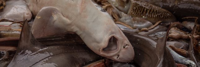 L214 L214 enquête chalutage de fond