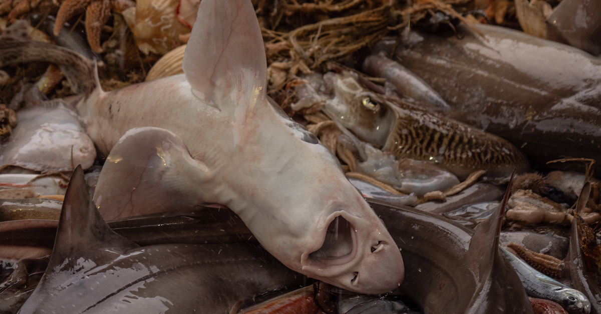 Chalutage de fond - L214 dénonce des massacres en haute-mer Chalutage de fond - L214 dénonce des massacres en haute-mer