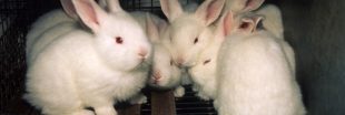 Élevage intensif de lapins : l'association L214 porte plainte pour maltraitance