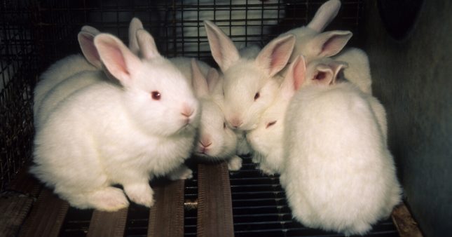 Élevage intensif de lapins : l’association L214 porte plainte pour maltraitance