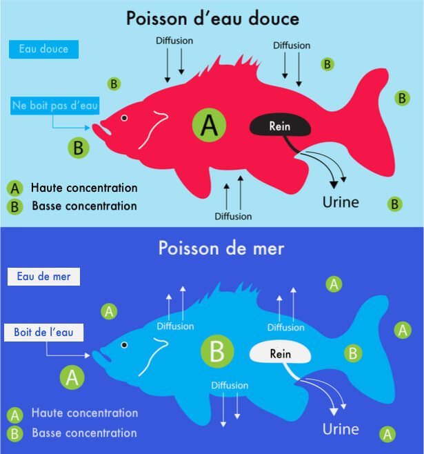 les poissons boivent-ils