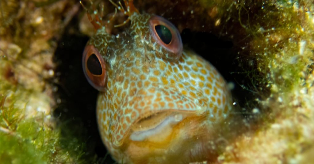 Est-ce que les poissons ont soif et boivent de l’eau ?