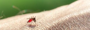 Les moustiques aiment-ils la couleur de votre peau ?