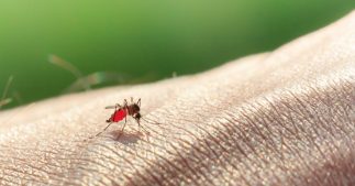 Les moustiques aiment-ils la couleur de votre peau ? Les moustiques aiment-ils la couleur de votre peau ?