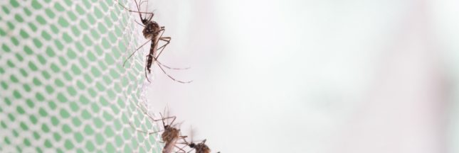 moustiques mémoire des odeurs insecticides