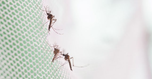 Les moustiques se rappellent des odeurs… des insecticides !