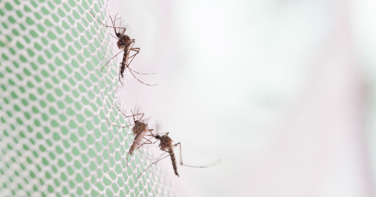 Les moustiques se rappellent des odeurs... des insecticides !