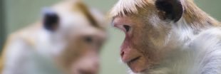 Maltraitance animale : les singes en 'souffrance extrême' dans les laboratoires d'Elon Musk