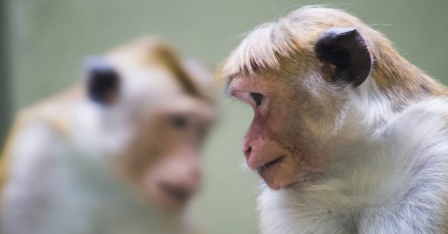 Maltraitance animale : les singes en ‘souffrance extrême’ dans les laboratoires d’Elon Musk