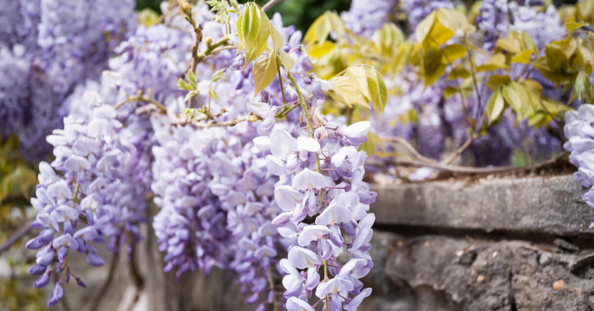 Ce qu’il faut savoir pour réussir la taille de la glycine