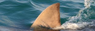 L'Europe, une plaque tournante du commerce d'ailerons de requin