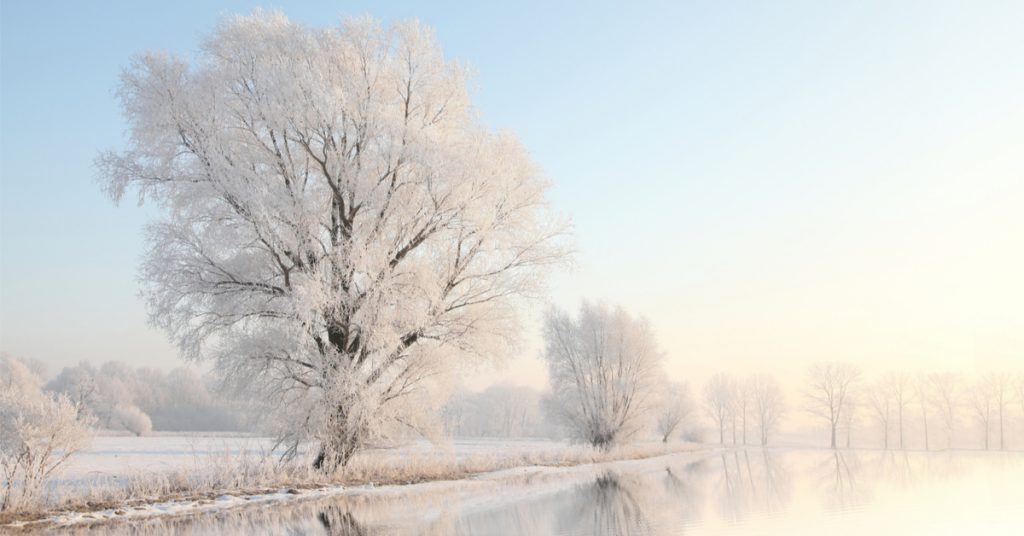 Comment font les arbres pour traverser la saison froide ?