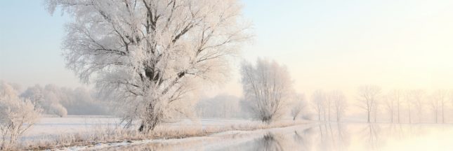 arbres en hiver