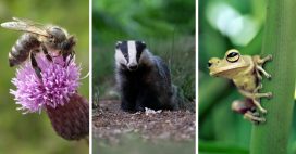 Apprendre à connaître la biodiversité ordinaire pour mieux la protéger Apprendre à connaître la biodiversité ordinaire pour mieux la protéger