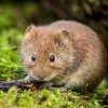 Dans la famille biodiversité ordinaire, protégeons le campagnol terrestre