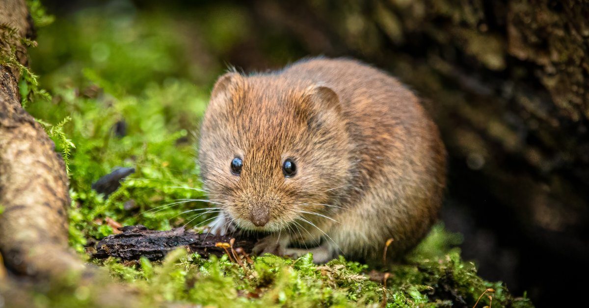 Dans la famille biodiversité ordinaire, protégeons le campagnol terrestre