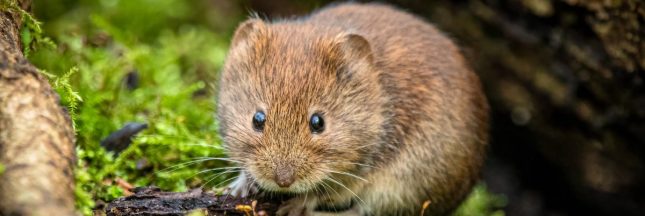 Biodiversité : campagnol