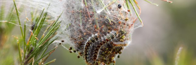 chenilles processionnaires chien chat