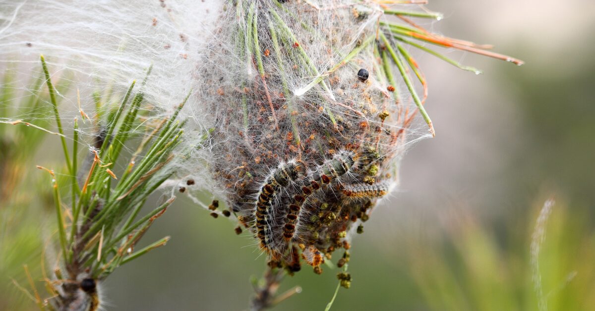 chenilles processionnaires chien chat