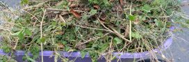 Ne brulez plus vos déchets verts : ils valent de l'or au jardin Ne brulez plus vos déchets verts : ils valent de l'or au jardin