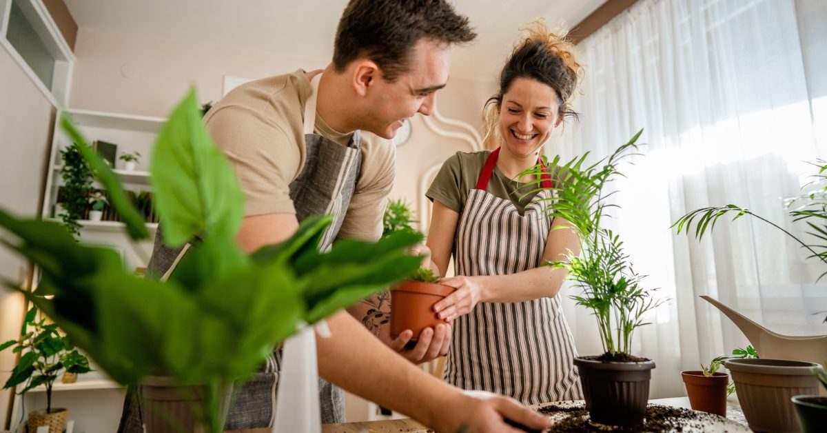 Les soins à apporter aux plantes d’intérieur en mars