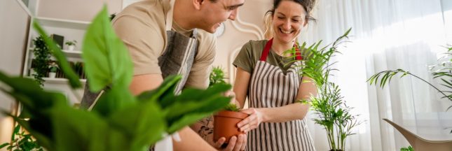 plante grimpante interieur