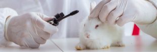 Cosmétiques : PETA appelle à une interdiction effective des expérimentations animales