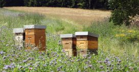 Installer des ruches chez soi : quelle règlementation ?