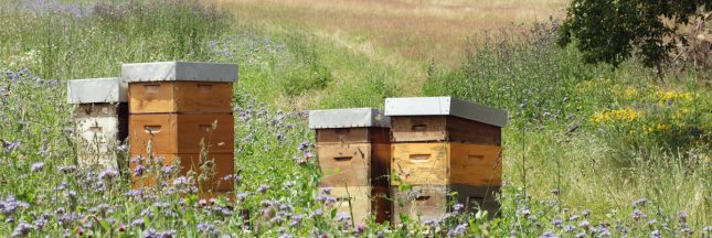 installer des ruches