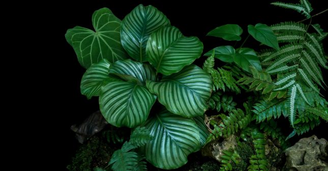 Les plantes d’intérieur peuvent-elles vivre dans le noir ?