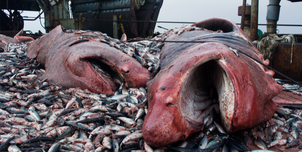 requin dans aliments pour animaux