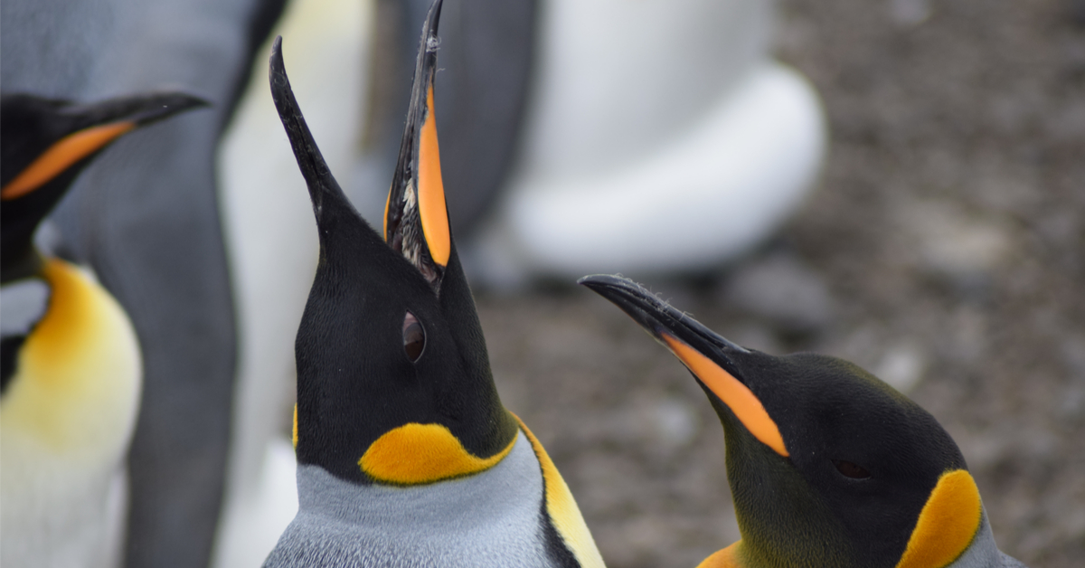 La 2ème plus grande réserve naturelle au monde est française