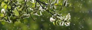 Pollen : la saison des allergies sera de plus en plus longue et intense