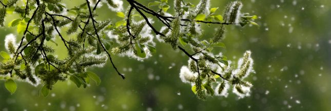 saison des allergies