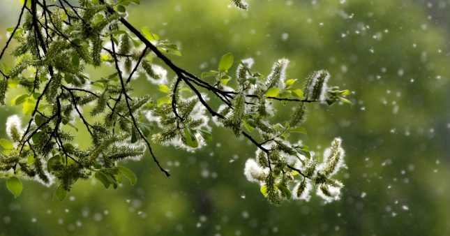 Pollen : la saison des allergies sera de plus en plus longue et intense