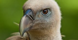 Victimes collatérales de la chasse : les rapaces massivement empoisonnés au plomb Victimes collatérales de la chasse : les rapaces massivement empoisonnés au plomb