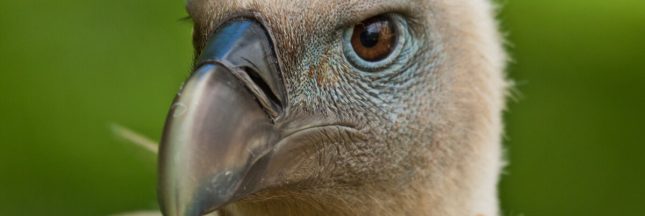 vautours plomb balles