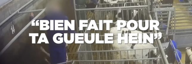 L214 maltraitance des veaux