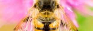 Des scientifiques créent une abeille plus résistante, mais il y a un risque