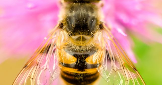 Des scientifiques créent une abeille plus résistante, mais il y a un risque