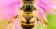 une abeille résistante aux parasites