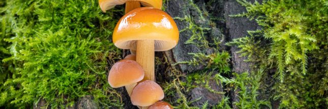 Les champignons enoki ont leur propre langage