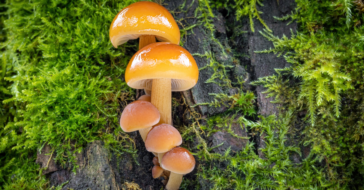 Langage : les champignons capables de se "parler" avec des "mots" !