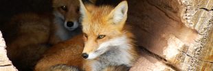 Chasse : l'autorisation d'abattre 850 renards annulée par le tribunal de Rouen