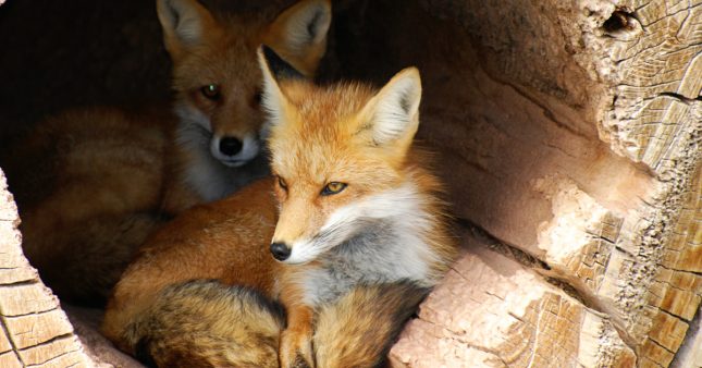 Chasse : l’autorisation d’abattre 850 renards annulée par le tribunal de Rouen