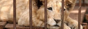 Marseille : un cirque exploitant des animaux empêché d'installation